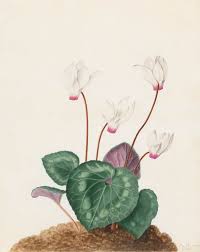 Image result for Cyclamen persicum