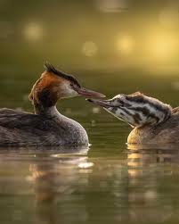 Attēlu rezultāti vaicājumam “Podiceps cristatus juvenile”