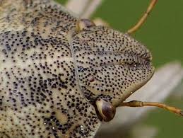 Attēlu rezultāti vaicājumam “Eurygaster testudinaria”