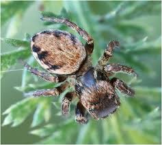 Attēlu rezultāti vaicājumam “Evarcha falcata female”