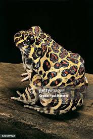 Image result for Chrysoblephus laticeps