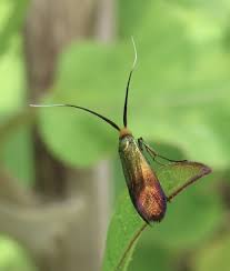 Attēlu rezultāti vaicājumam “Adelidae”