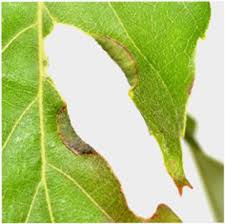 Attēlu rezultāti vaicājumam “Rabdophaga degeeri”