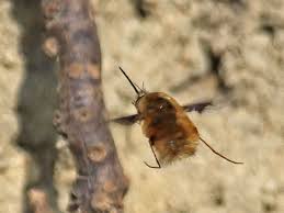 Attēlu rezultāti vaicājumam “Thecabius affinis nymph”