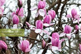 Attēlu rezultāti vaicājumam “Magnolia cylindrica”