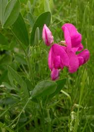 Attēlu rezultāti vaicājumam “Lathyrus tuberosus”