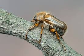 Attēlu rezultāti vaicājumam “Amphimallon solstitiale imago”