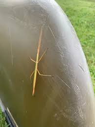 Attēlu rezultāti vaicājumam “Didymium proximum stalked”