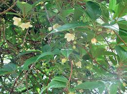 Attēlu rezultāti vaicājumam “Schisandra chinensis flower”