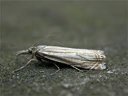 Attēlu rezultāti vaicājumam “Crambus lathoniellus”