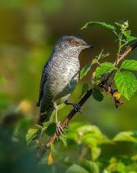 Attēlu rezultāti vaicājumam “Sylvia nisoria”