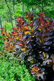 Attēlu rezultāti vaicājumam “Cotinus coggygria leaf”