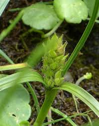 Attēlu rezultāti vaicājumam “Carex hirta male flower”