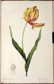 Attēlu rezultāti vaicājumam “Tulipa gesneriana flower”