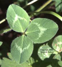 Attēlu rezultāti vaicājumam “Trifolium spadiceum leaf”