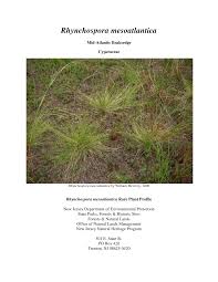 Attēlu rezultāti vaicājumam “Rhynchospora alba fruit”