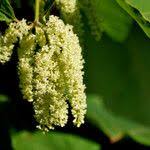 Attēlu rezultāti vaicājumam “Reynoutria sachalinensis”