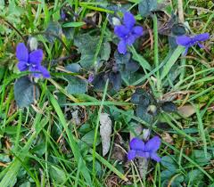 Attēlu rezultāti vaicājumam “Viola riviniana flower”