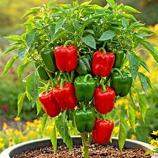 Afbeeldingsresultaat voor california wonder 300 sweet pepper