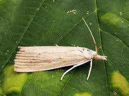 Attēlu rezultāti vaicājumam “Calamotropha paludella”