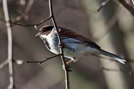 Attēlu rezultāti vaicājumam “Emberiza schoeniclus eggs”