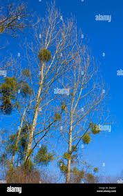 Attēlu rezultāti vaicājumam “Populus x canadensis”