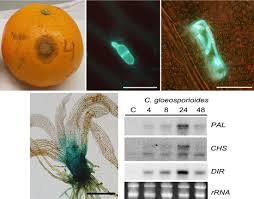 Attēlu rezultāti vaicājumam “Colloderma oculatum plasmodium”