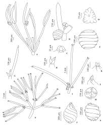 Attēlu rezultāti vaicājumam “Nitella flexilis”