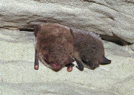 Attēlu rezultāti vaicājumam “Myotis daubentonii”