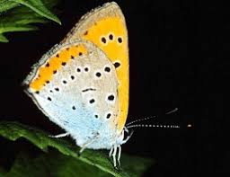 Attēlu rezultāti vaicājumam “Lycaeniinae”