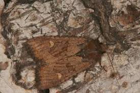 Attēlu rezultāti vaicājumam “Celaena leucostigma”