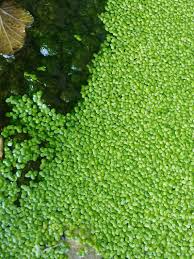 Attēlu rezultāti vaicājumam “Lemna gibba”