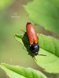 Attēlu rezultāti vaicājumam “Ampedus sp.”