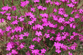 Image result for Nelke