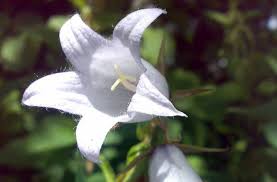 Attēlu rezultāti vaicājumam “Campanula latifolia flower”