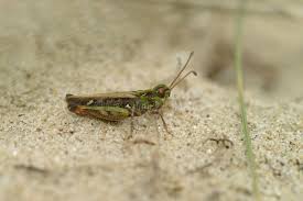 Attēlu rezultāti vaicājumam “Myrmeleotettix maculatus”