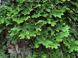 Attēlu rezultāti vaicājumam “Lobaria pulmonaria”