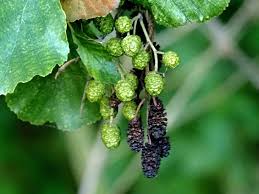 Attēlu rezultāti vaicājumam “Alnus incana fruit”