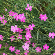 Attēlu rezultāti vaicājumam “Dianthus deltoides”