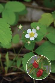 Attēlu rezultāti vaicājumam “Fragaria vesca flower”