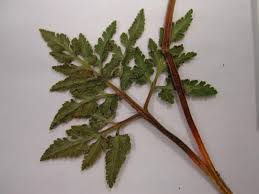 Attēlu rezultāti vaicājumam “Botrychium multifidum”