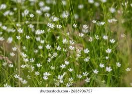 Attēlu rezultāti vaicājumam “Luzula pilosa flower”