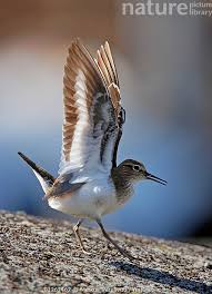 Attēlu rezultāti vaicājumam “Actitis hypoleucos”