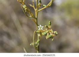 Attēlu rezultāti vaicājumam “Santalaceae”