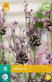 Attēlu rezultāti vaicājumam “Allium scorodoprasum fruit”