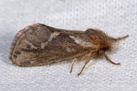 Attēlu rezultāti vaicājumam “Hepialus lupulinus”