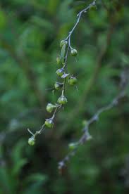 Attēlu rezultāti vaicājumam “Chamaedaphne calyculata leaf”