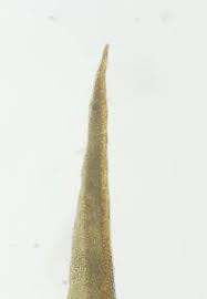 Attēlu rezultāti vaicājumam “Tortella tortuosa”