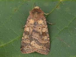 Attēlu rezultāti vaicājumam “Diarsia florida”