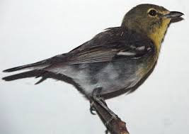 Image result for Vireo flavifrons